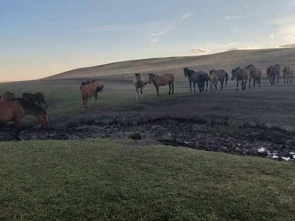 Pastuv, Коњи