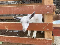 Capră, Fergana goat — foto 4