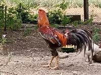 Chickens — zdjęcie 4