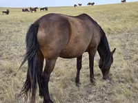 مادیان, Kazakh horse — عکس 7