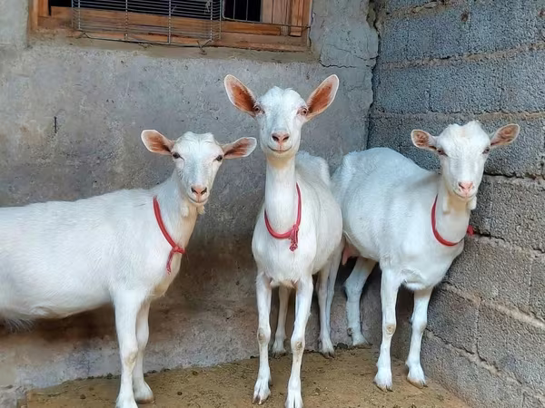 عنزة, Saanen goat