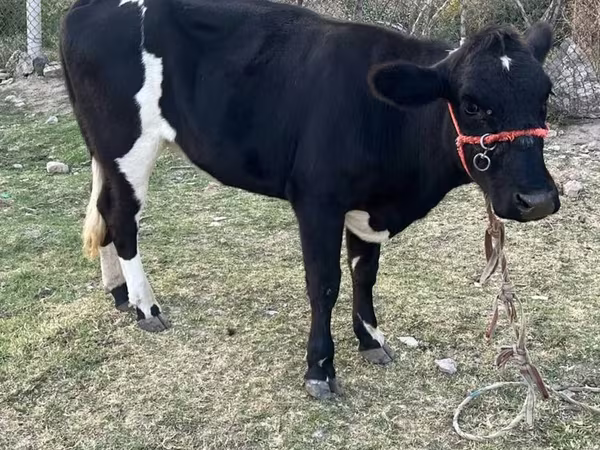 암소, Latvian Blue cattle