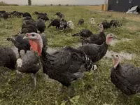 Turkeys — 写真 1