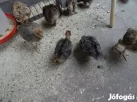 Chickens — 写真 2