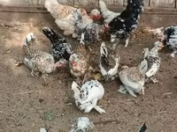 Ιαπωνικό Bantam — φωτογραφία 6
