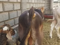 Говбуз, Swiss cattle — акс 4