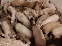 Babi (lot, jantina tidak dinyatakan), Дюрок — foto 2