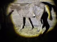اسب نر, اسب — عکس 2
