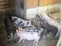 Säue, Schweine — Foto 4