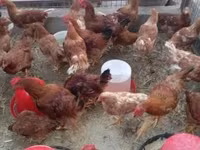 Chickens — foto 2