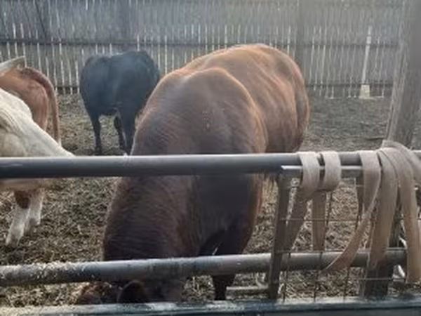 Lembu jantan, Limousin cow