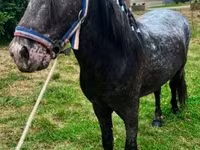 Hengst, Appaloosa — Foto 1