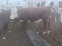 Bou, Simmental cattle — foto 7