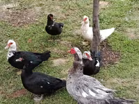 Ducks — foto 1