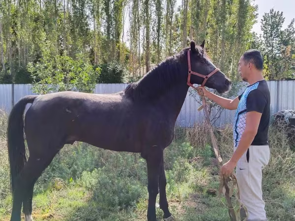 Кінь, Akhal-Teke