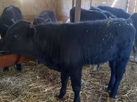Toro, Aberdeen Angus — foto 3