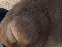 Kambing jantan, Arashan sheep — foto 3