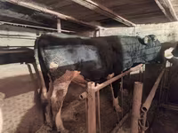 Dibi, Russian Black pied cattle — sawirka 1