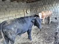 Býk, Russian Black pied cattle — foto 6