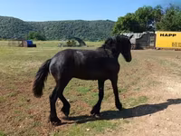 حصان, Friesian — الصورة 5