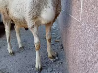 Kambing jantan, Arashan sheep — foto 4