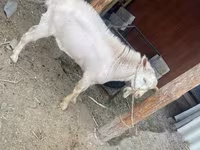 बकरी, Saanen goat — फ़ोटो 8