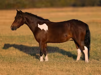 Koń, Pinto horses — zdjęcie 2