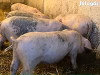 Eber, Schweine — Foto 5