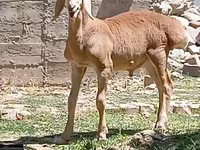 قوچ, گوسفند — عکس 7