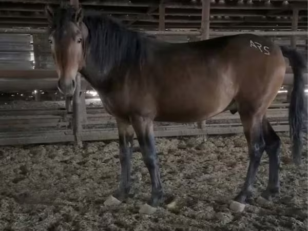 Cal, Kazakh horse