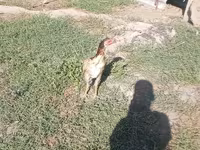 Chickens — عکس 2