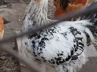 Chickens — foto 1
