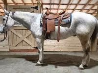 수말, Quarter Horse — 사진 1