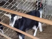 Ешкі, Alpine goat — 4-сурет