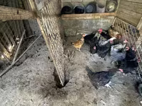 Chickens — zdjęcie 1