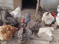 Chickens — 3 зураг