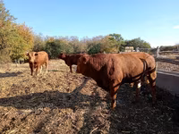 Lembu jantan, Simmental cattle — foto 2