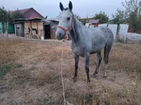 Hingst, Thoroughbred horse — foto 4