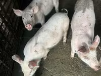 Babi betina, Pigs — foto 2