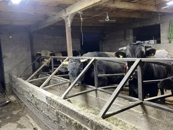วัวตัวผู้, Swiss cattle
