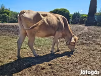Krava, Simmental cattle — foto 4