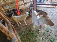 Capra, Capre — foto 2