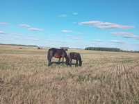 Klisna, Koně — foto 2