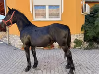 ცხენი, Hungarian horse breed — ფოტო 4