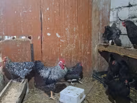 Chickens — foto 5