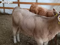 گاو نر, Simmental cattle — عکس 4