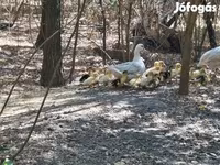 Ducks — foto 1