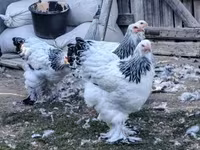 Brahma — foto 1