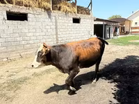 Krava, Swiss cattle — foto 1