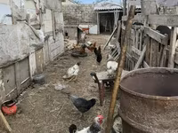 Chickens — акс 5